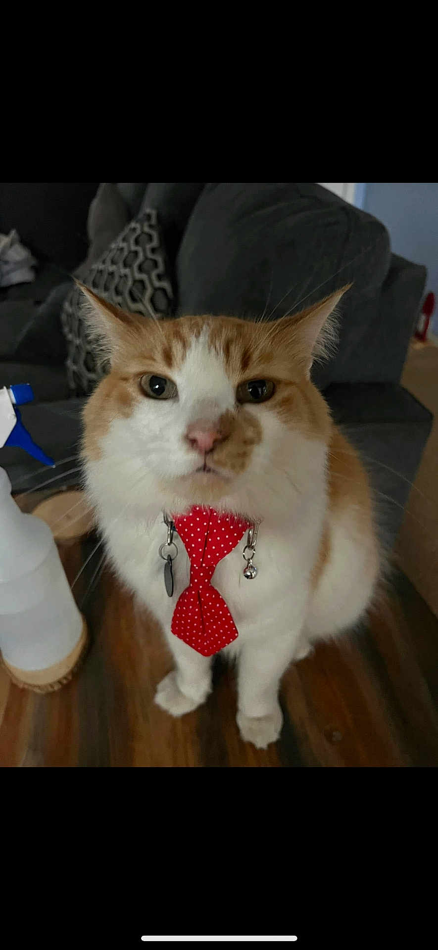 Milo joined the competition — help win amazing prizes! cat, orange_cat, white_cat, bow_tie, polka_dot, pet, indoor, furniture, couch, table, spray_bottle, wooden_table, animal, cute, domestic_cat, feline, sitting, collar, charm, household