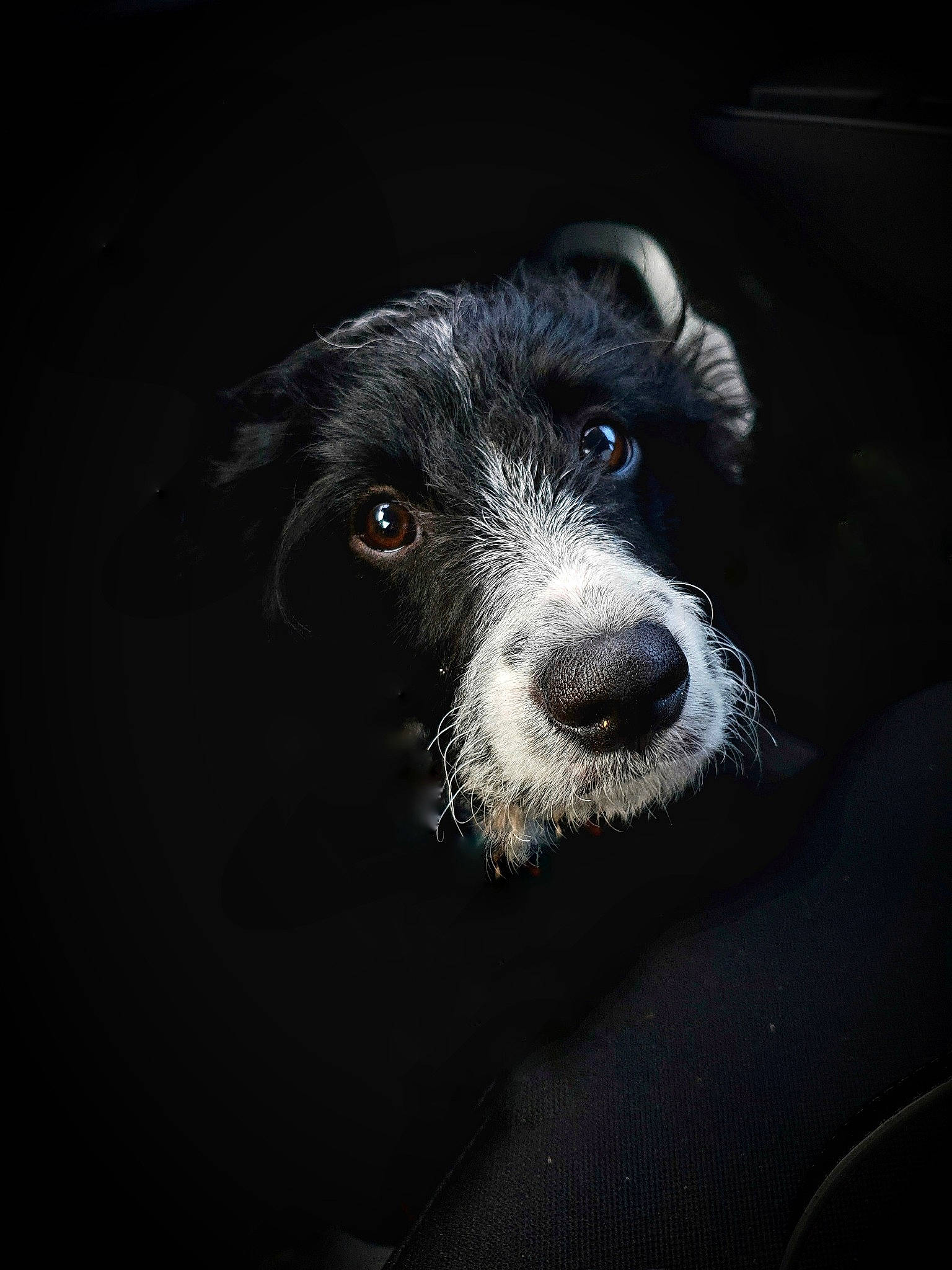 Bounty participe au concours pour gagner de l'argent avec cette photo : canidae, carnivore, companion_dog, darkness, dog, dog_breed, electric_blue, fur, snout, sporting_group, terrestrial_animal, whiskers, working_animal