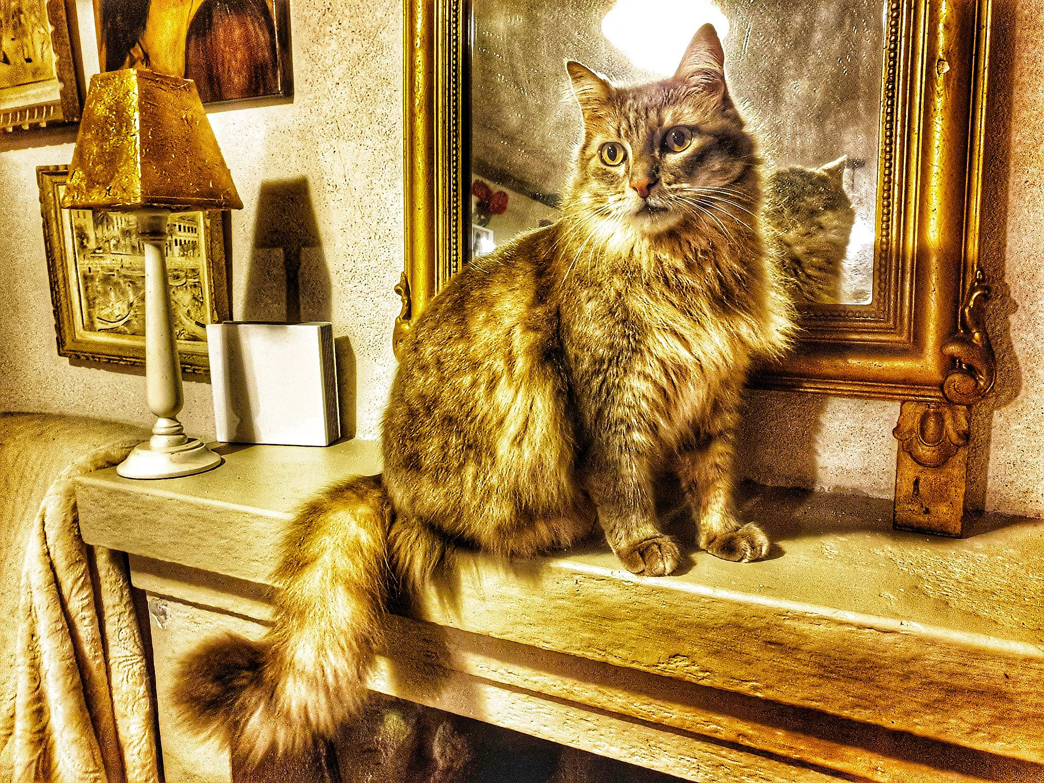 Chat Loup a rejoint le concours — aidez-le/la à gagner de superbes lots ! art, carnivore, cat, domestic_short_haired_cat, felidae, fur, home_accessories, lamp, lampshade, picture_frame, room, sitting, small_to_medium_sized_cats, snout, table, tail, wall, whiskers, window, wood