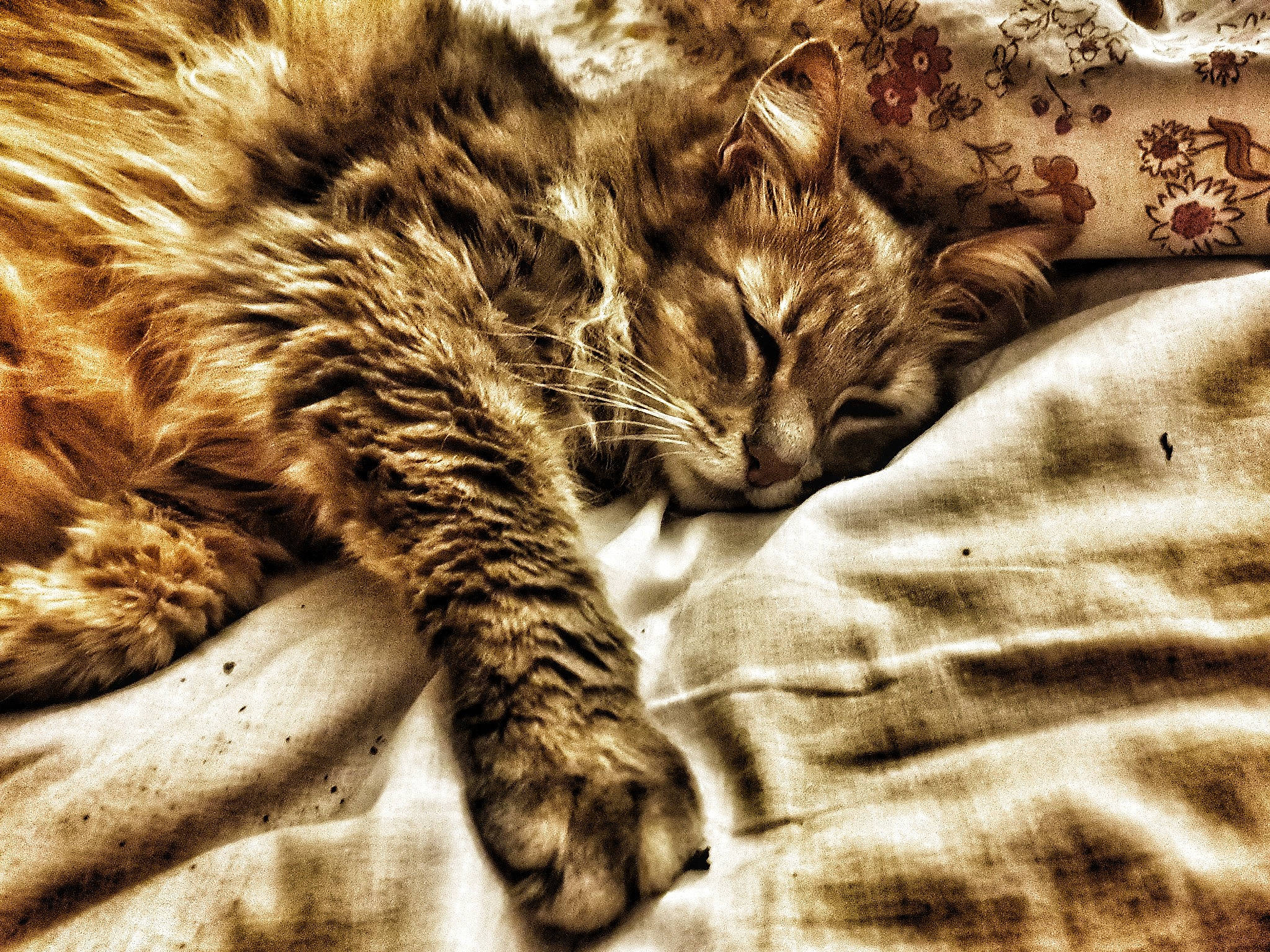 Chat Loup a rejoint le concours — aidez-le/la à gagner de superbes lots ! carnivore, cat, claw, close_up, comfort, domestic_short_haired_cat, felidae, fur, linens, monochrome_photography, pattern, paw, small_to_medium_sized_cats, snout, tail, terrestrial_animal, tree, whiskers, wildlife, wood