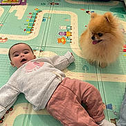 Alma a rejoint le concours — aidez-le/la à gagner de superbes lots ! baby, child, dog, pomeranian, play_mat, indoor, floor, clothing, sweatshirt, pants, sock, pet, cute, happy, animal, person, tongue_out, home, toy, relaxing