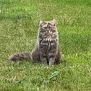 Upsa participe au concours pour gagner de l'argent avec cette photo : alert, alone, animal, cat, cute, daylight, feline, field, fluffy, fur, grass, green, mammal, nature, outdoor, pet, sitting, tail, watchful, whiskers