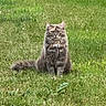 alert, alone, animal, cat, cute, daylight, feline, field, fluffy, fur, grass, green, mammal, nature, outdoor, pet, sitting, tail, watchful, whiskers