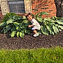 Leiliany is registered to the contest to win money with this photo: child, smiling, outdoor, plants, greenery, grass, brick_wall, window, tree, sunlight, crouching, casual_clothing, sneakers, nature, garden, happy, person, daylight, hair_pigtails, playful