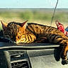 Leo is registered to the contest to win money with this photo: cat, tabby_cat, sleeping, dashboard, car_interior, sunlight, animal, pet, relaxing, feline, striped, tail, window, blurred_background, cozy, resting, domestic_animal, vehicle, travel, road_trip