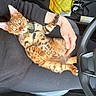 Leo is registered to the contest to win money with this photo: bengal_cat, cat, pet, animal, lap, person, arm, car_interior, steering_wheel, harness, fur, whiskers, eyes, seat, clothing, hand, yellow_cloth, black_sweater, relaxing, indoor