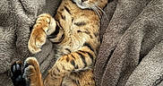 Leo is registered to the contest to win money with this photo: cat, feline, striped, pet, animal, relaxed, cozy, blanket, soft, fur, whiskers, ears, paw, tail, lying_down, indoor, cute, sleepy, resting, domestic