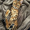 cat, feline, striped, pet, animal, relaxed, cozy, blanket, soft, fur, whiskers, ears, paw, tail, lying_down, indoor, cute, sleepy, resting, domestic