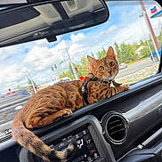 Leo is registered to the contest to win money with this photo: cat, bengal_cat, car_dashboard, car_interior, window, traffic_light, road, trees, sky, clouds, vehicle, seat, harness, pet, animal, domestic_cat, alert, orange_cat, striped_cat, daylight