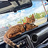 cat, bengal_cat, car_dashboard, car_interior, window, traffic_light, road, trees, sky, clouds, vehicle, seat, harness, pet, animal, domestic_cat, alert, orange_cat, striped_cat, daylight