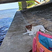 Della joined the competition — help win amazing prizes! bag, blue_interior, bridge, brown_and_white, canine, concrete, daylight, dog, lying_down, nature, outdoor, pet, pink_bag, quiet, relaxing, rocky_embankment, shade, small_dog, sunny_day, water
