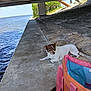 bag, blue_interior, bridge, brown_and_white, canine, concrete, daylight, dog, lying_down, nature, outdoor, pet, pink_bag, quiet, relaxing, rocky_embankment, shade, small_dog, sunny_day, water
