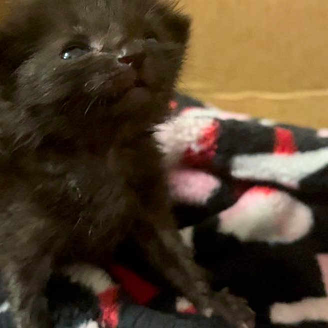 Vermon joined the competition — help win amazing prizes! affenpinscher, animal, blackcat, blanket, canine, cat, dog, ferret, fox, hedgehog, invertebrate, kitfox, kitten, manx, pet, puppy, quilt, spider