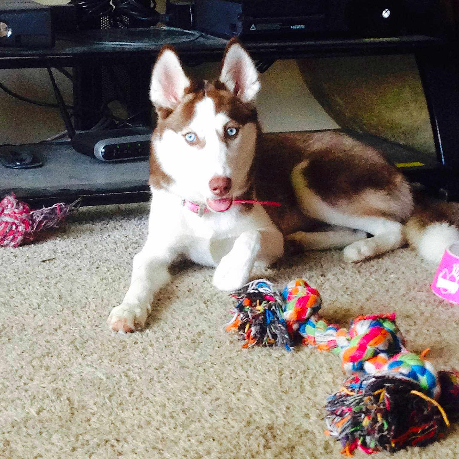Juneau is registered to the contest to win money with this photo: