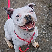 Aïmy a rejoint le concours — aidez-le/la à gagner de superbes lots ! close_up, collar, dog, ears, gravel, happy, harness, leash, muddy_paws, nose, outdoors, paws, pink_leash, portrait, sitting, smiling, spotted_dog, teeth, tongue, white_dog