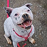 close_up, collar, dog, ears, gravel, happy, harness, leash, muddy_paws, nose, outdoors, paws, pink_leash, portrait, sitting, smiling, spotted_dog, teeth, tongue, white_dog