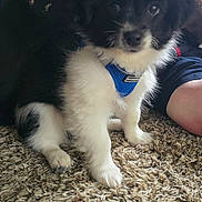 Oreo is registered to the contest to win money with this photo: puppy, dog, black_and_white, blue_harness, carpet, indoor, pet, cute, fur, small_dog, sitting, curious, animal, domestic_animal, young_dog, companion, pet_accessory, close_up, person, home