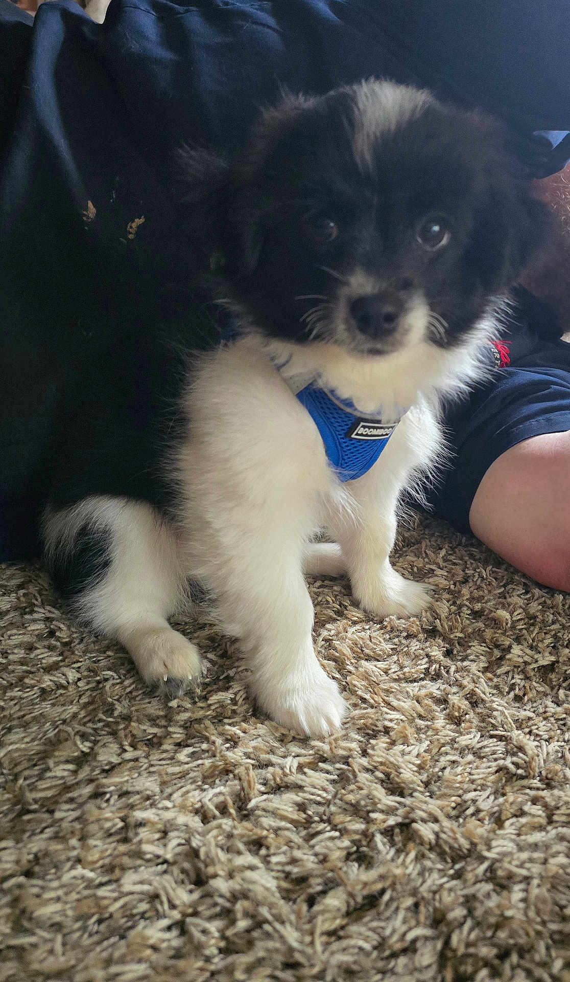 Oreo
