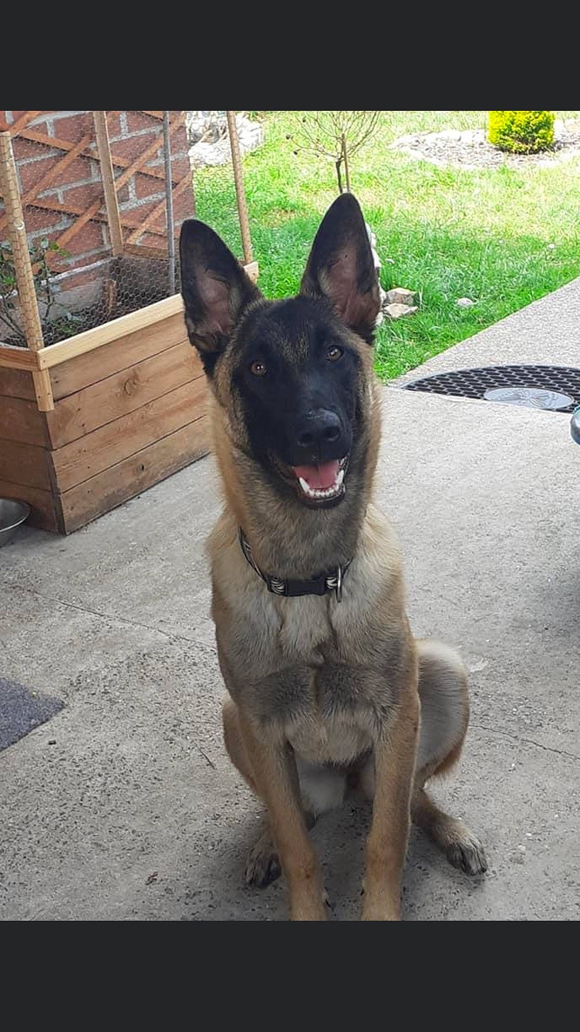 Talia participe au concours pour gagner de l'argent avec cette photo : canidae, carnivore, collar, companion_dog, dog, dog_breed, dog_collar, dog_supply, east_european_shepherd, eye, fawn, german_shepherd_dog, herding_dog, plant, snout, sporting_group, tail, terrestrial_animal, whiskers, working_animal