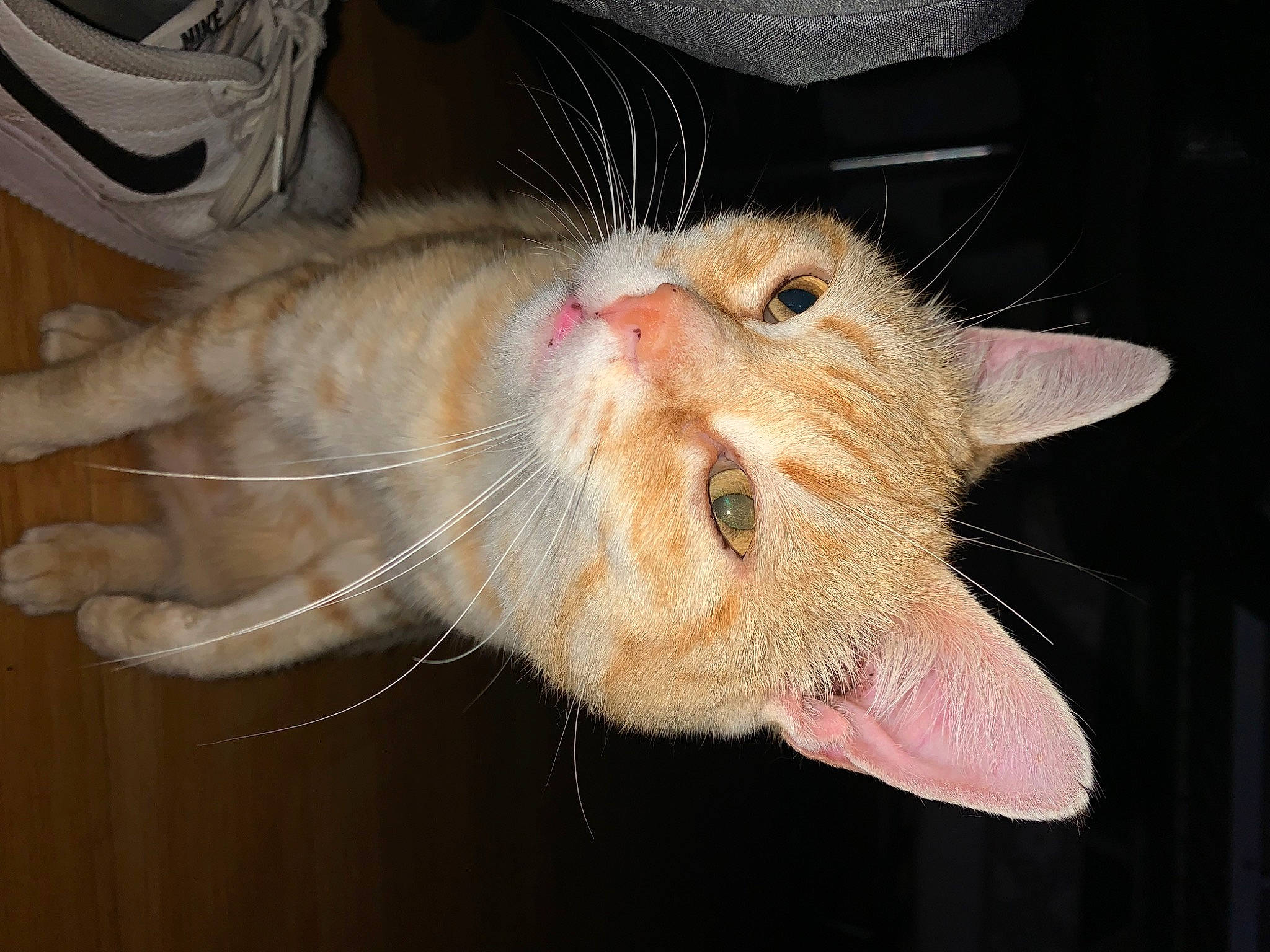 Rouquin a rejoint le concours — aidez-le/la à gagner de superbes lots ! carnivore, cat, claw, domestic_short_haired_cat, ear, fawn, felidae, fur, paw, small_to_medium_sized_cats, snout, tail, whiskers