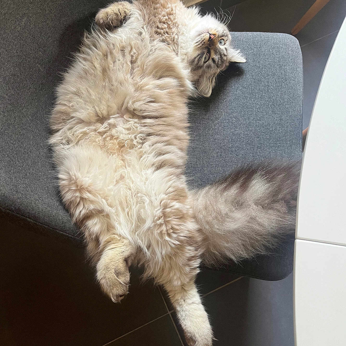 Nilo participe au concours pour gagner de l'argent avec cette photo : animal, cat, chair, cozy, curious, cute, domestic, floor_tiles, fluffy, fur, furniture, gray, indoor, long_tail, looking, paw, pet, relaxed, stretching, white_table