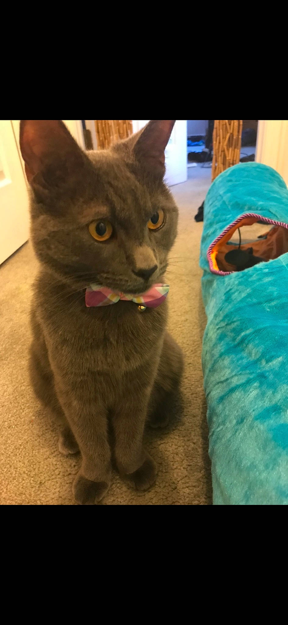 Luke is registered to the contest to win money with this photo: asian, black_cat, burmese, carnivore, cat, chartreux, domestic_short_haired_cat, european_shorthair, felidae, german_rex, korat, mammal, nebelung, photography, russian_blue, small_to_medium_sized_cats, snapshot, snout, vertebrate, whiskers