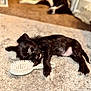 puppy, dog, sleeping, black_dog, carpet, brush, indoor, pet, cute, small_dog, relaxing, furry, animal, domestic_animal, resting, household, blurred_background, laying_down, cozy, companion