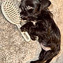 puppy, dog, sleeping, black_fur, carpet, hairbrush, pet, animal, cute, small, cozy, resting, fur, paw, indoor, adorable, young, snout, relaxed, companion