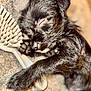 puppy, dog, sleeping, black_fur, hairbrush, pet, cute, animal, fur, closeup, adorable, resting, indoor, cozy, small, paw, snout, soft_light, peaceful, companion
