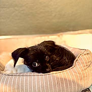 Pudding is registered to the contest to win money with this photo: dog, pet_bed, black_dog, indoor, carpet, resting, cozy, curious, small_dog, striped_bed, animal, cute, fur, looking, laying_down, home, domestic_animal, relaxed, companion, cute_pet