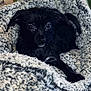Pudding is registered to the contest to win money with this photo: animal, black_dog, blanket, companion, cozy, cute, dog, fur, home, indoors, knit_blanket, looking_at_camera, lying_down, pet, puppy, relaxed, resting, small_dog, soft_texture, warm