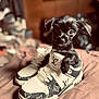 puppy, dog, shoe, sneaker, louis_vuitton, black_dog, cute, pet, indoor, bed, fabric, fashion, small_dog, looking, close_up, young_dog, portrait, animal, fur, canine
