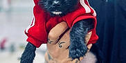 Pudding is registered to the contest to win money with this photo: puppy, dog, black_dog, hoodie, red_clothing, pet, cute, small_dog, tattooed_hands, holding, indoor, portrait, animal, young_dog, fur, friendly, looking_at_camera, adorable, mammal, domestic_animal