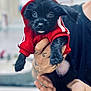 puppy, dog, black_dog, hoodie, red_clothing, pet, cute, small_dog, tattooed_hands, holding, indoor, portrait, animal, young_dog, fur, friendly, looking_at_camera, adorable, mammal, domestic_animal
