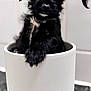puppy, dog, black_fur, cute, pet, small, pot, container, indoor, white, tile_background, curious, close_up, adorable, fur, animal, face, paw, looking, portrait