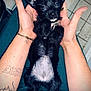 Pudding joined the competition — help win amazing prizes! puppy, dog, black_fur, small_dog, hands, tattoo, bracelet, ring, floor_tiles, belly, ears, cute, pet, animal, indoor, casual_clothing, human_hand, nails, close_up, sitting