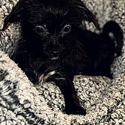 Pudding is registered to the contest to win money with this photo: animal, black_dog, blanket, cozy, curious, cute, dog, ears, eyes, fur, indoor, knit_blanket, lying_down, pet, puppy, resting, small_dog, soft, texture, warm