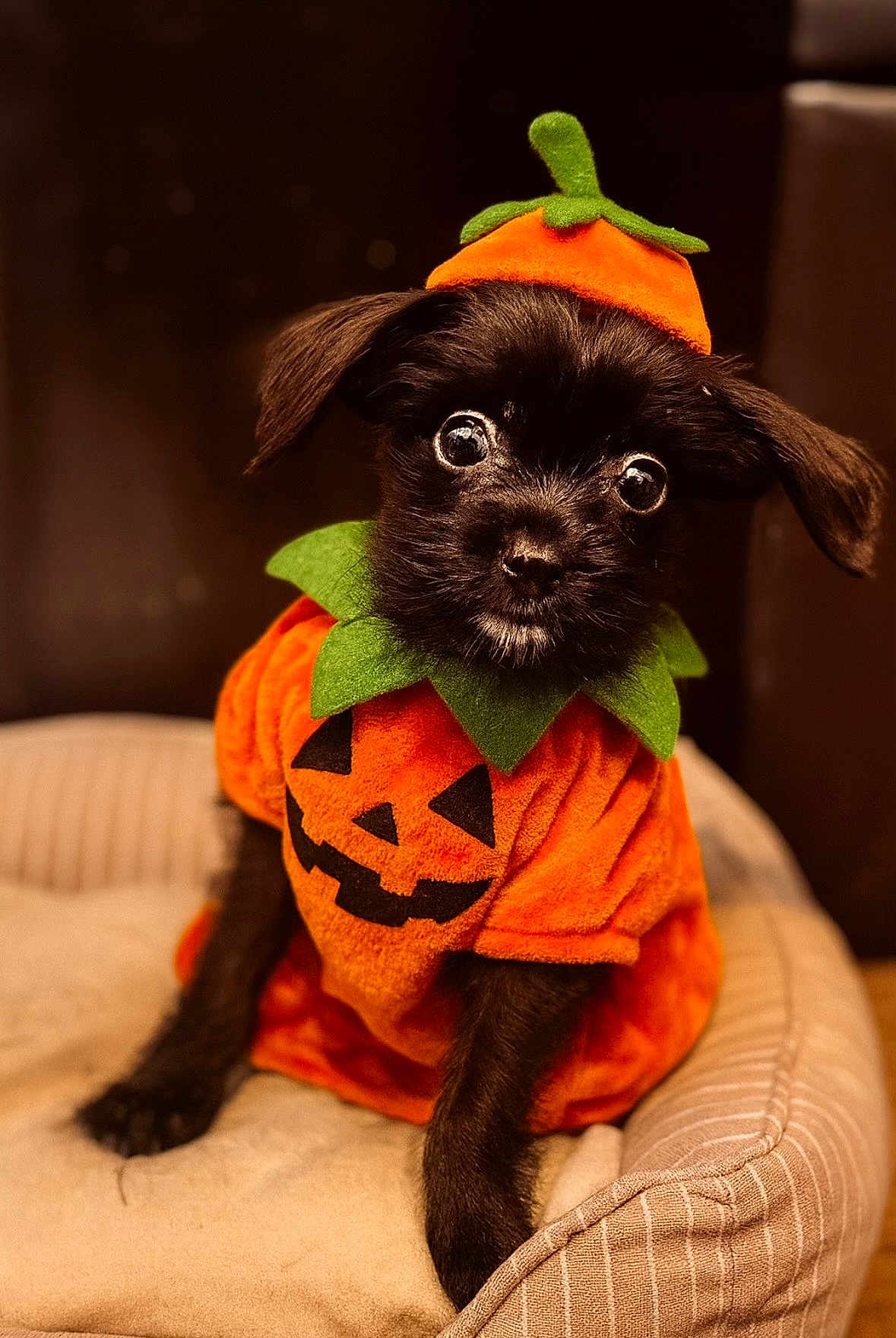 Pudding is registered to the contest to win money with this photo: puppy, dog, costume, halloween, pumpkin, orange, black_fur, pet_bed, cute, small_dog, indoor, portrait, wide_eyes, green_collar, soft_texture, animal, adorable, festive, pet, cozy
