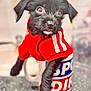 Pudding joined the competition — help win amazing prizes! puppy, dog, black_dog, red_hoodie, mug, cute, small, pet, indoors, curious, close_up, fur, animal, adorable, cozy, table, domestic_animal, young_dog, portrait, soft_focus