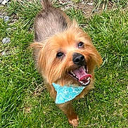 Gizmo is registered to the contest to win money with this photo: dog, small_dog, happy, tongue_out, bandana, grass, outdoor, pet, canine, fur, animal, smiling, playful, cute, friendly, nature, greenery, looking_up, portrait, daylight