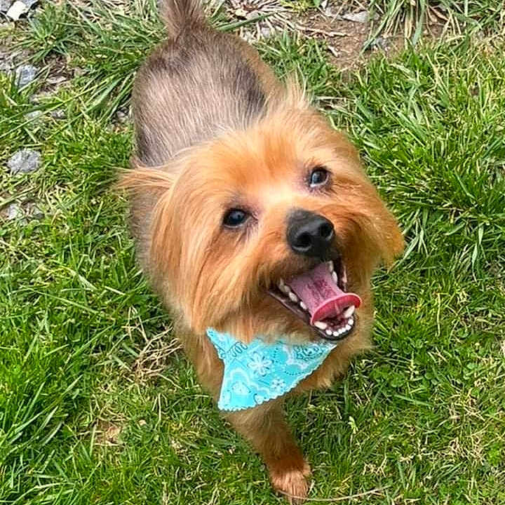 Gizmo