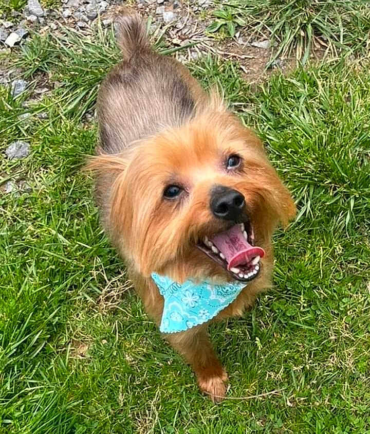 Gizmo