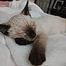 Tiki is registered to the contest to win money with this photo: cat, kitten, siamese_cat, sleeping, resting, indoors, bed, blanket, white_bedding, paw, whiskers, fur, pointed_ears, dark_face, dark_paws, cozy, bedroom, closeup, cute, pet