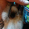 Tiki is registered to the contest to win money with this photo: cat, kitten, pet, animal, furry, fluffy, white_fur, brown_fur, black_fur, whiskers, nose, close_up, portrait, cozy, blanket, indoor, relaxed, human_hand, boop, cuddling