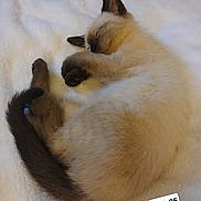Tiki joined the competition — help win amazing prizes! cat, siamese_cat, sleeping, curled_up, fluffy, furry, pet, animal, indoors, blanket, white_blanket, cozy, relaxed, paws, tail, blue_eyes, dark_ears, dark_tail, closeup, portrait