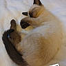 cat, siamese_cat, sleeping, curled_up, fluffy, furry, pet, animal, indoors, blanket, white_blanket, cozy, relaxed, paws, tail, blue_eyes, dark_ears, dark_tail, closeup, portrait