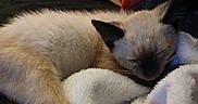 Tiki is registered to the contest to win money with this photo: cat, kitten, siamese_cat, sleeping, sleepy, relaxed, furry, cream_fur, dark_ears, dark_muzzle, blue_eyes, blanket, plush, cozy, indoors, close_up, pet, cuddling, resting, animal