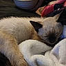 cat, kitten, siamese_cat, sleeping, sleepy, relaxed, furry, cream_fur, dark_ears, dark_muzzle, blue_eyes, blanket, plush, cozy, indoors, close_up, pet, cuddling, resting, animal
