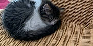 Massilia participe au concours pour gagner de l'argent avec cette photo : animal, cat, cozy, curled_up, cute, domestic, fur, furry, household, indoor, kitten, nap, peaceful, pet, relaxation, resting, sleeping, small, whiskers, wicker_chair