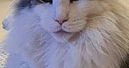 Yuri participe au concours pour gagner de l'argent avec cette photo : cat, fluffy, white, gray, indoor, furniture, blanket, relaxed, pet, animal, portrait, closeup, fur, whiskers, ears, face, cozy, resting, home, feline